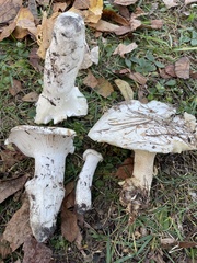 Hygrophorus ponderatus
