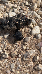 Phanaeus triangularis