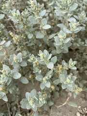 Atriplex leucophylla
