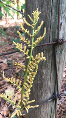 Sceptridium biternatum