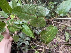 Munnozia