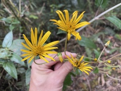 Munnozia