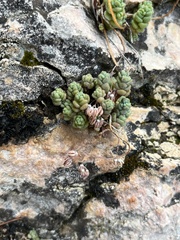 Sedum dasyphyllum