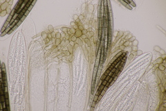 Geoglossum cookeanum