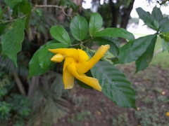Tabernaemontana grandiflora
