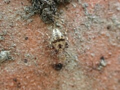 Pteroxanium kelloggi