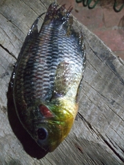 Cichlidae