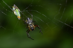 Micrathena