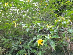 Tabernaemontana grandiflora