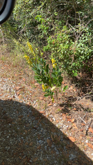 Crotalaria spectabilis