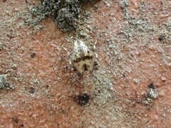 Pteroxanium kelloggi
