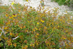 Hermannia multiflora