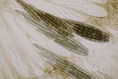 Geoglossum cookeanum