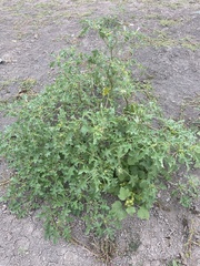 Datura quercifolia