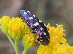 Acmaeodera gibbula