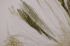 Geoglossum cookeanum