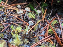 Mycena clavicularis