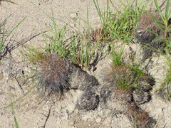 Bulbostylis paradoxa