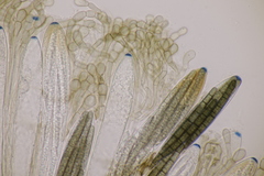 Geoglossum cookeanum