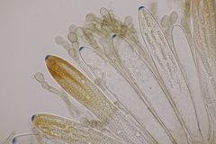 Geoglossum cookeanum