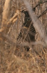 Kobus ellipsiprymnus defassa