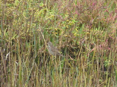 Passerculus sandwichensis rostratus