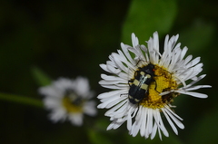 Astylus sexmaculatus