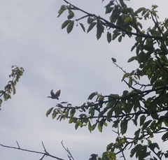 Hirundo rustica