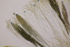 Geoglossum cookeanum