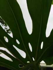 Monstera deliciosa