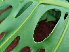 Monstera deliciosa