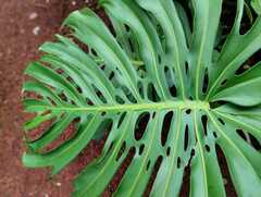 Monstera deliciosa