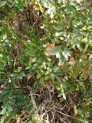 Lonicera