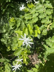Jasminum
