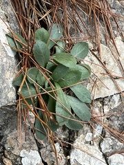 Crepis triasii