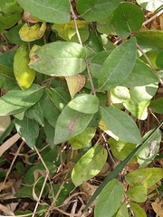 Lonicera