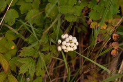 Actaea rubra neglecta