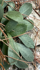 Crepis triasii