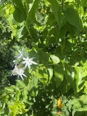 Jasminum