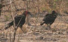 Bucorvus leadbeateri