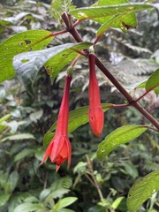 Fuchsia macrostigma