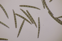 Geoglossum cookeanum