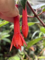 Fuchsia macrostigma