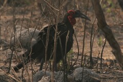 Bucorvus leadbeateri