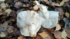 Tricholoma columbetta