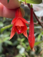 Fuchsia macrostigma