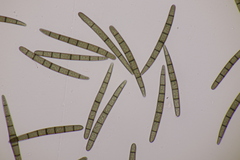 Geoglossum cookeanum
