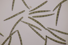 Geoglossum cookeanum