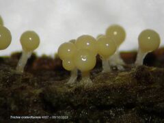 Trichia crateriformis