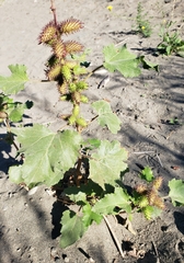 Xanthium strumarium
